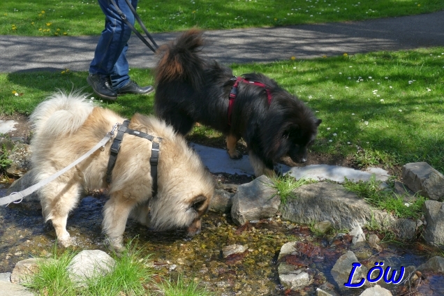 20.4.2025 - Durst wird gelöscht